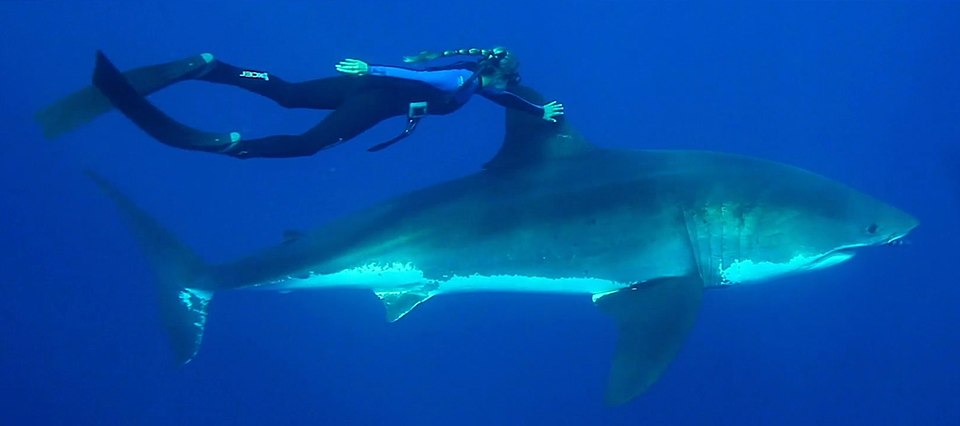Ocean Ramsey: Net Worth, Real Name, Education, Family, and Personal Life